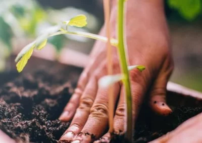 Expert Landscaping Tips, Design, News and Services