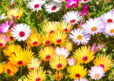 landscape construction company in dunvegan