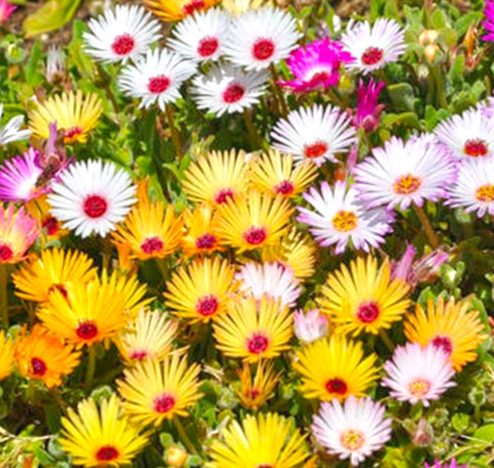 landscape construction company in dunvegan