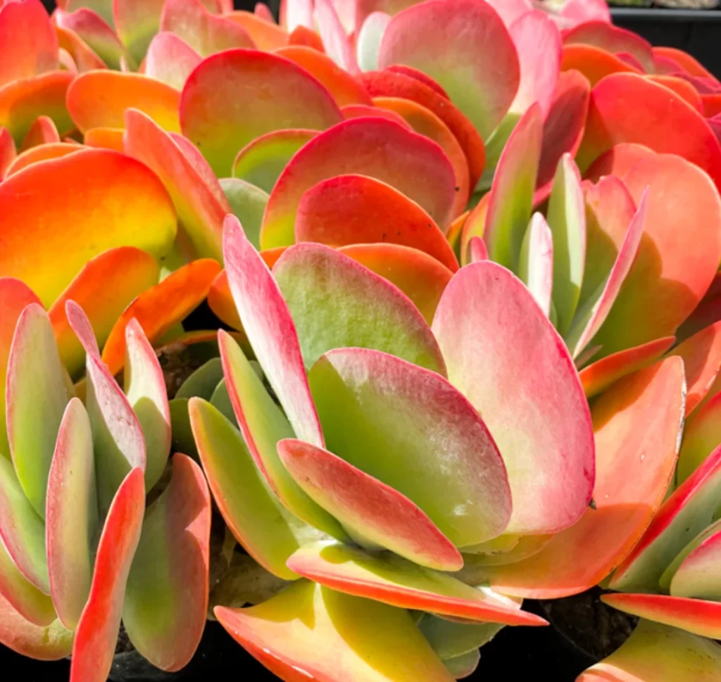 Unique Plants for Landscaping - Top Tier Landscaping Jozie