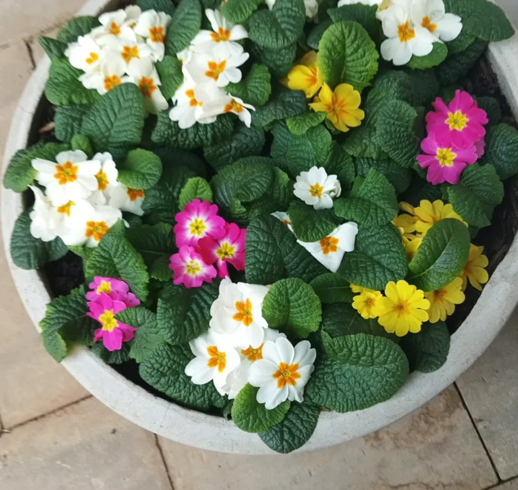 How to create a Stunning Outdoor Oasis | Top Tier Landscaping